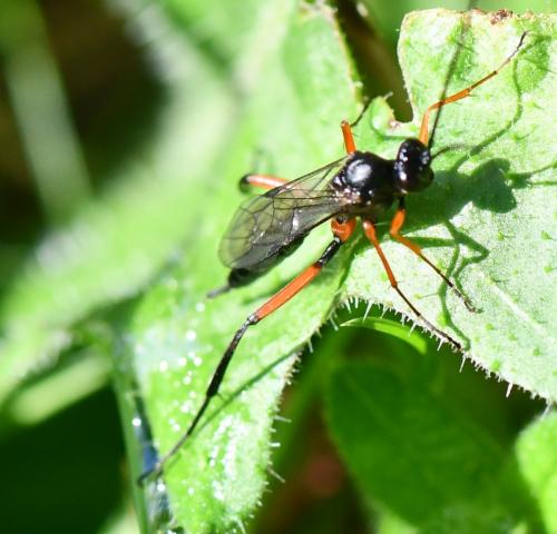 Exetastes calobatus
